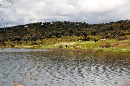 Sotillo de las Palomas